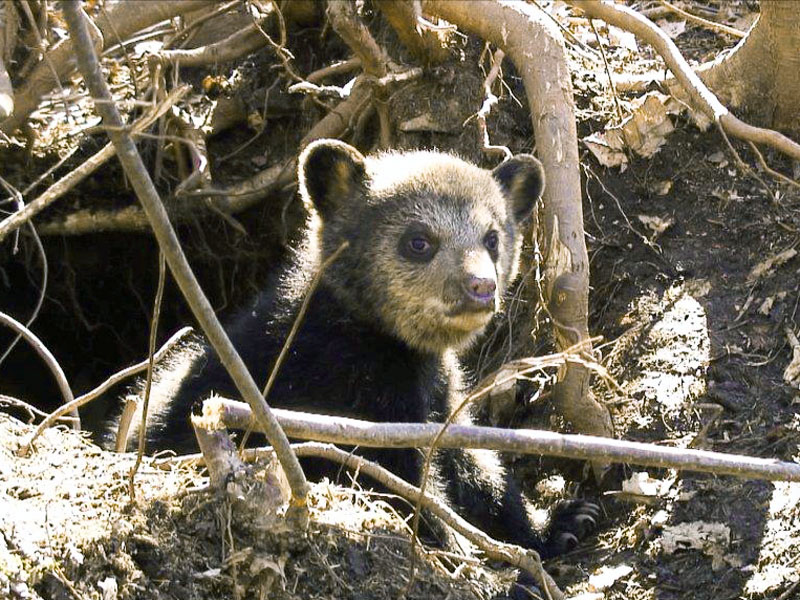 20121207 Lily at entrance of den 20070415