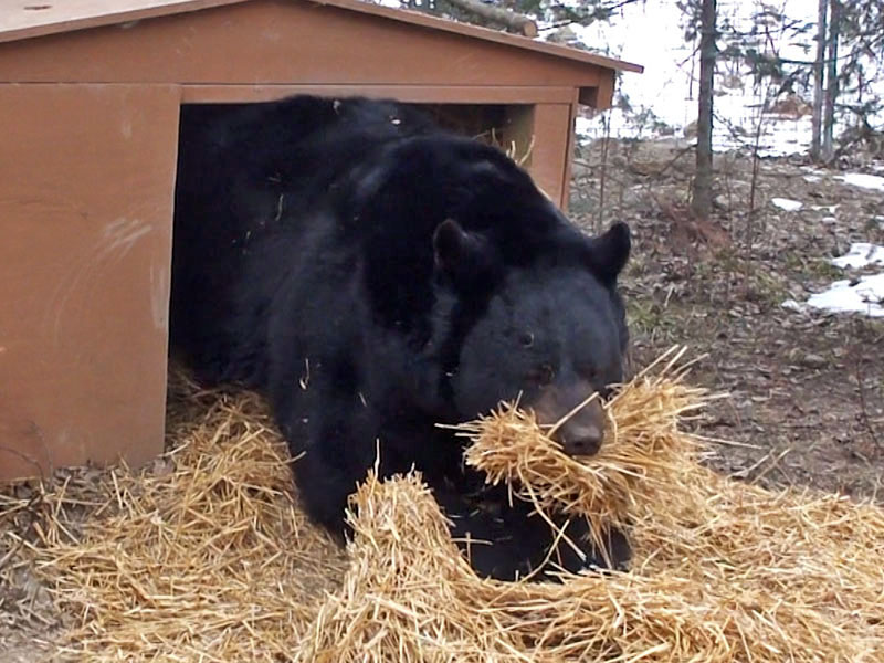 Ted with new straw - Dec 8, 2012