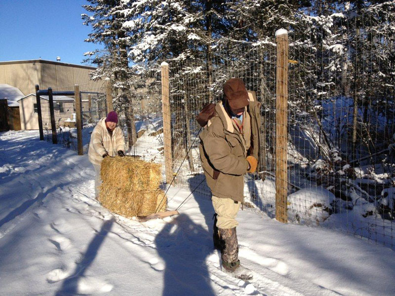 Sharon and John pull sled with straw