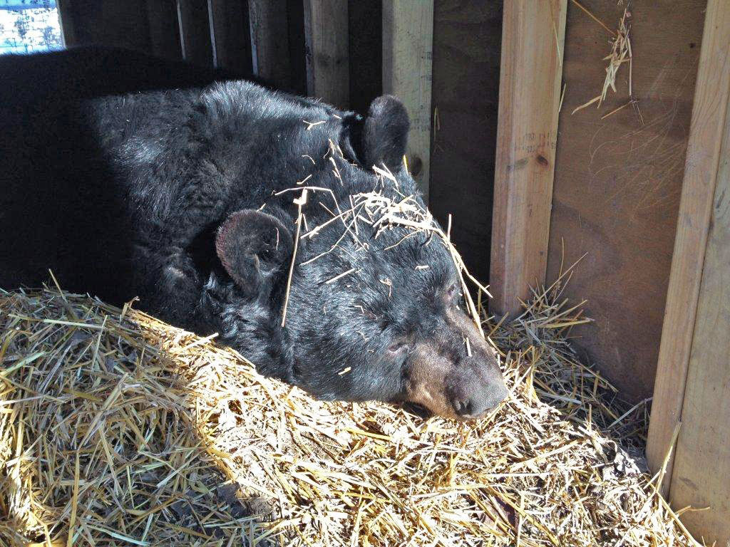 Ted in his den