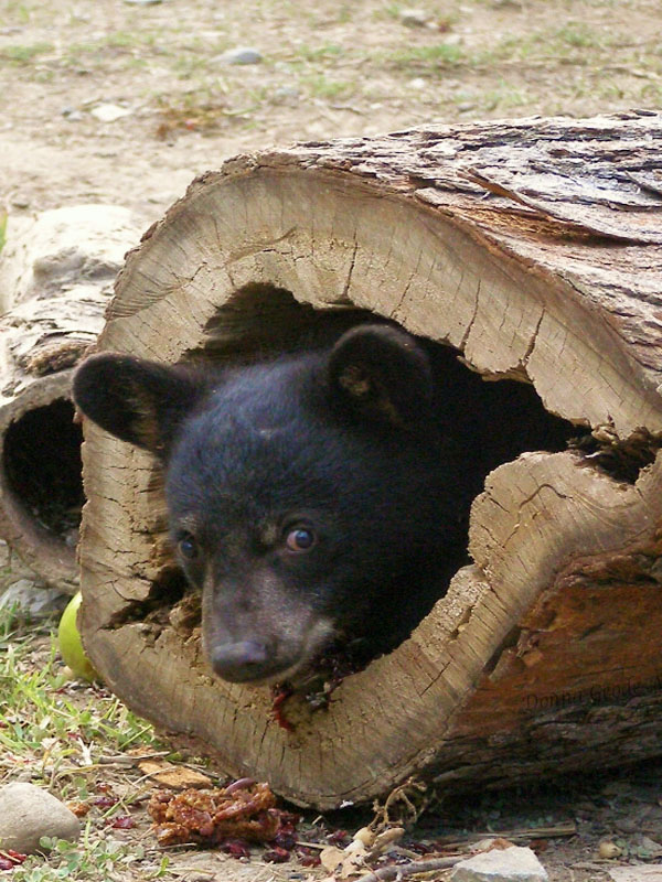 Lucky peeks out of a log - July 15, 2007