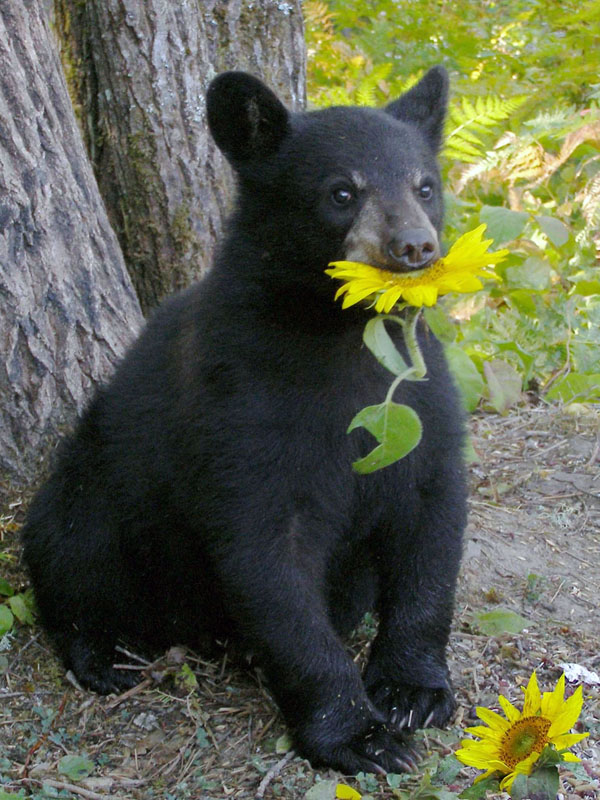 ]Lucky with sunflower - July 21, 2007