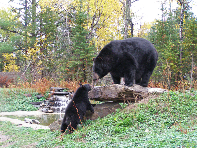 Ted and Lucky get closer - Oct 7, 2007