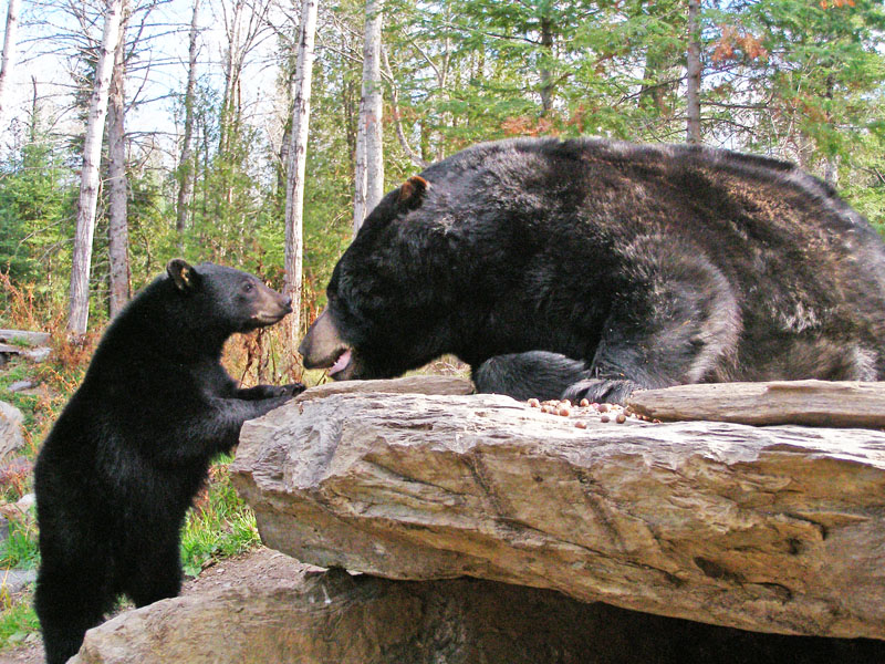 Lucky initiates play with Ted - Oct 27, 2007