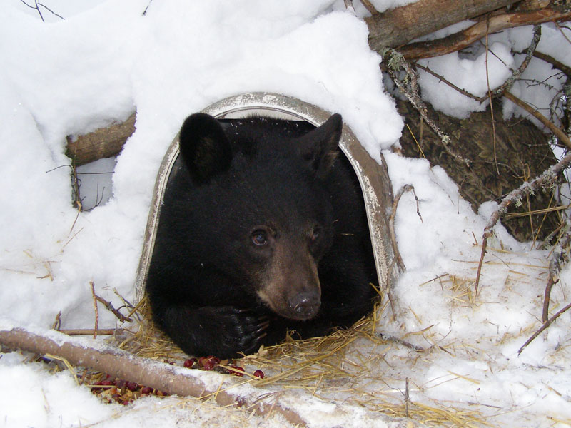 Lucky in his igloo - Dec 11, 2007