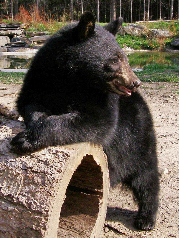 Lucky on hollow log - Oct 28, 2007