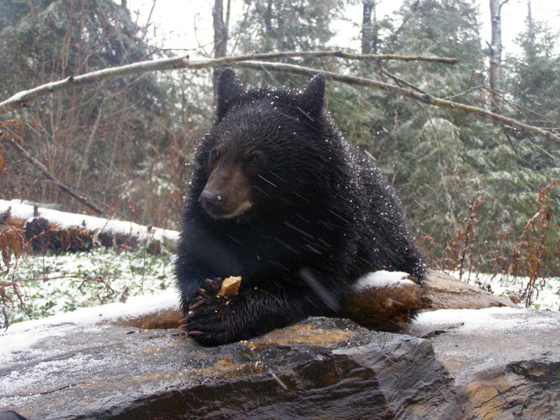 Lucky in snow - Nov 5, 2007