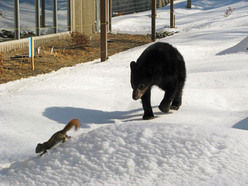 Lucky with squirrel - April 13, 2008