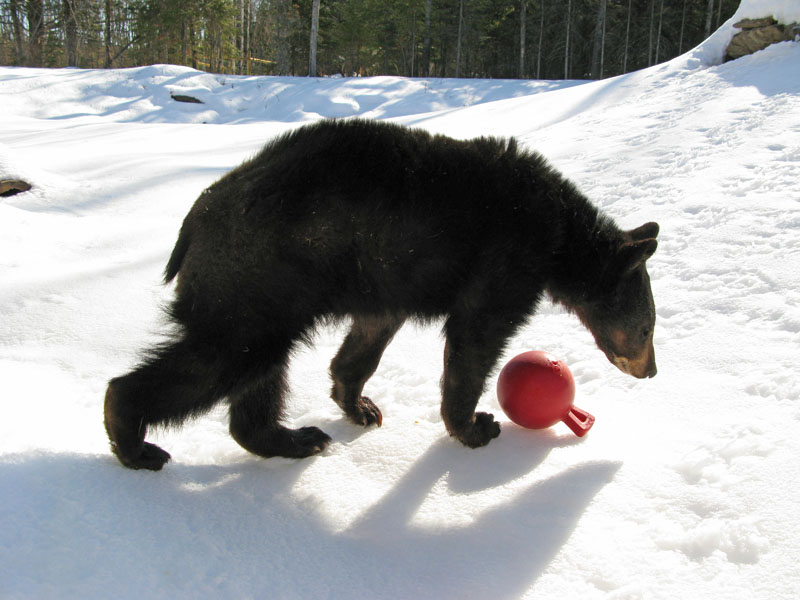 Lucky with toy - April 13, 2008