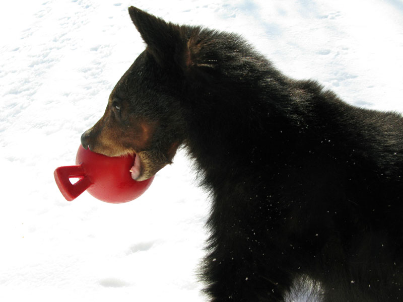Lucky with toy - April 13, 2008