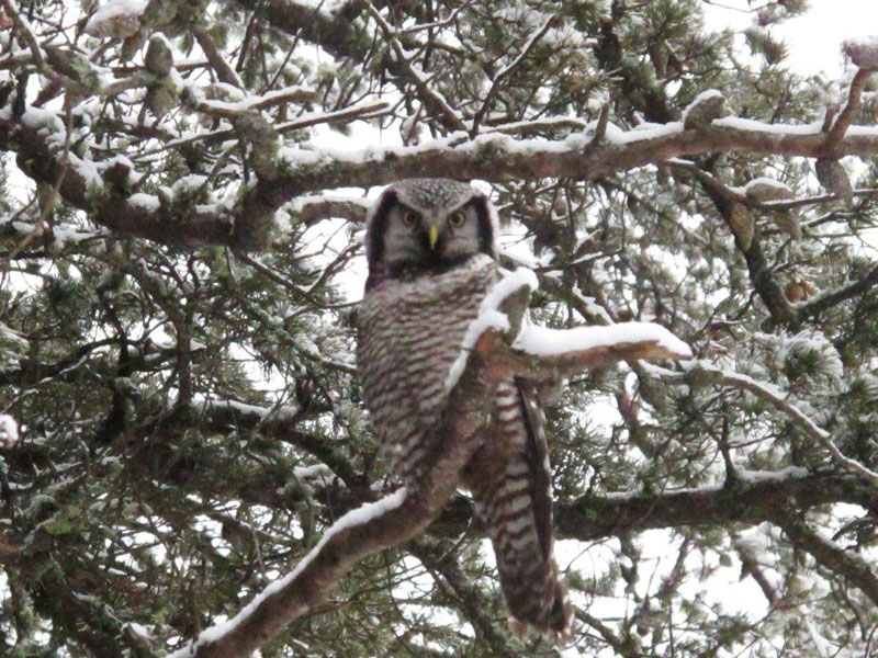 Hawk owl - Dec 16, 2012