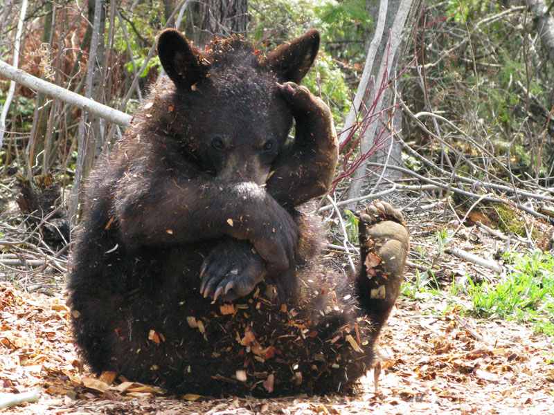 Lucky playing alone - May 15, 2008