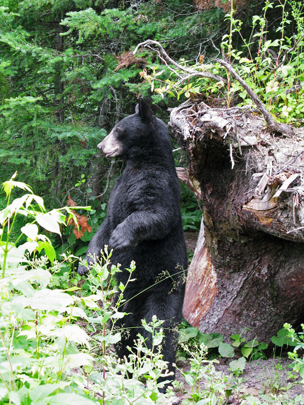 Lucky by stump - Aug 1, 2008