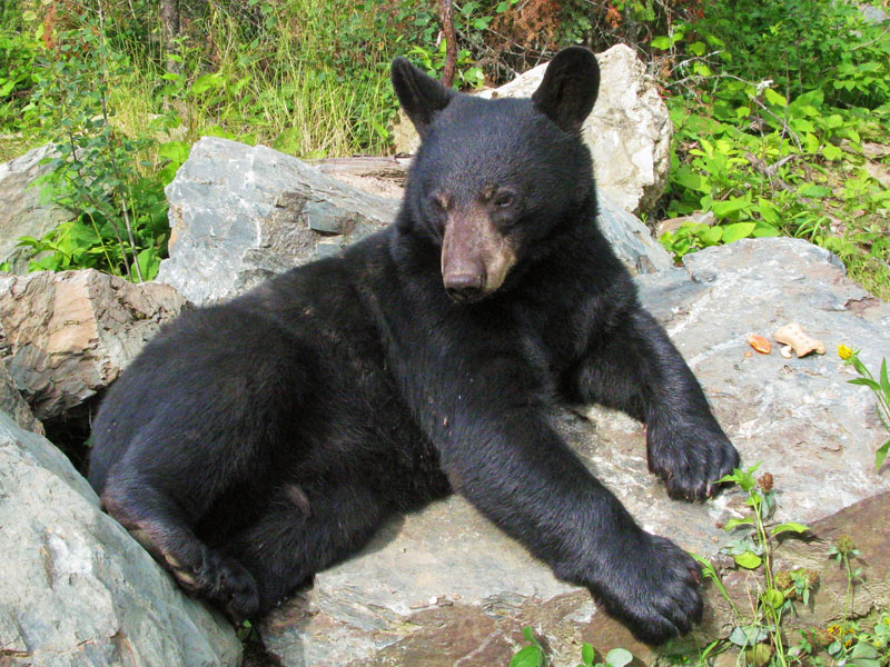 Lucky lounging - Aug 1, 2008