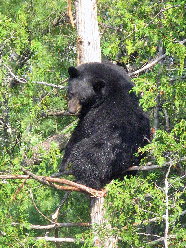 Lucky in tree - Sept 1, 2008