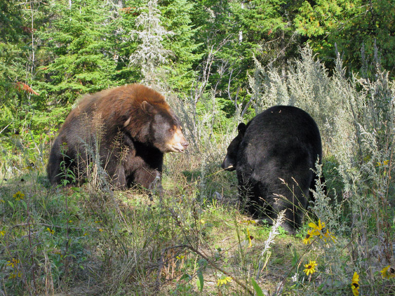 Lucky and Honey - Sept 18, 2008
