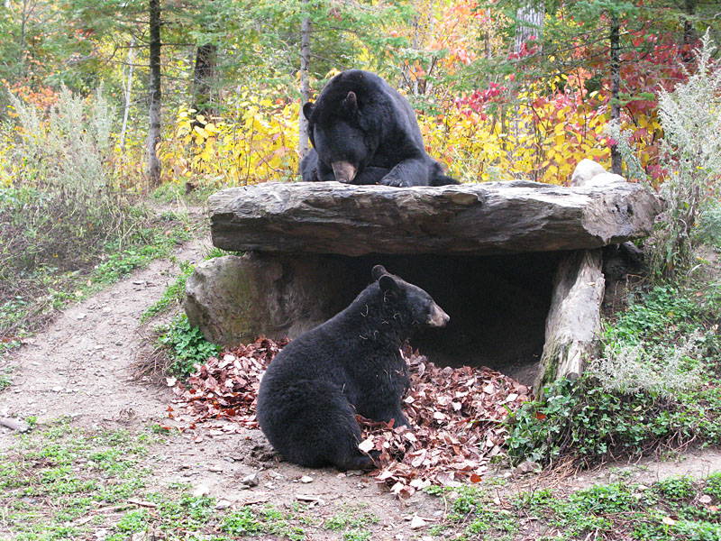 Ted and Lucky in Autumn - Oct 10, 2008
