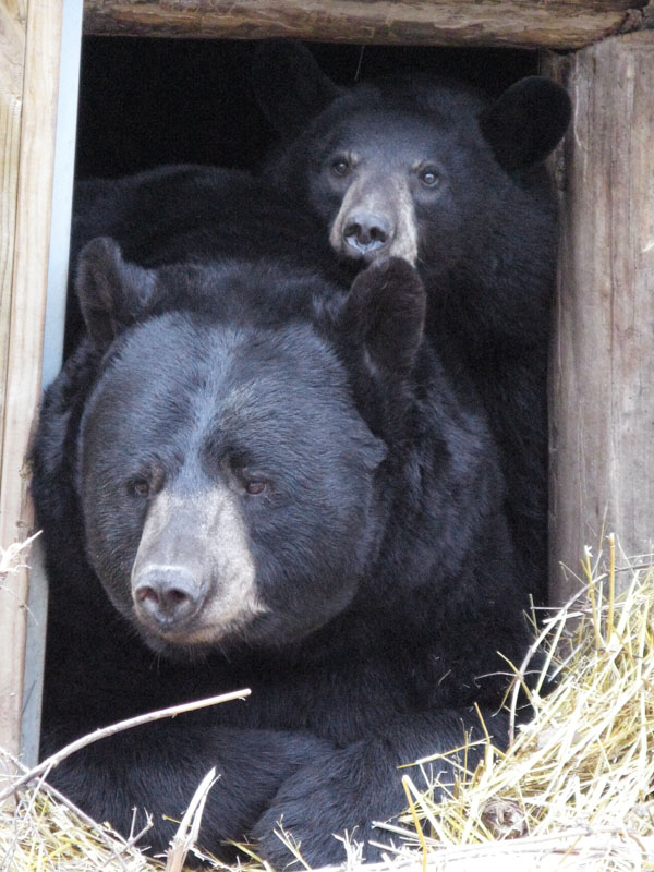 Ted and Lucky in den - Oct 20, 2008