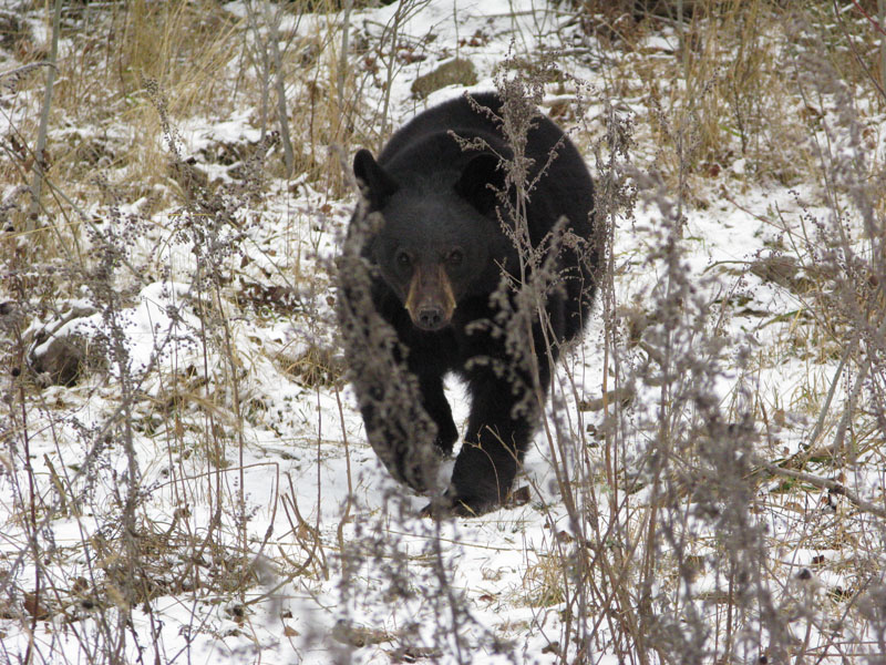 Lucky walking in snow - Nov 15, 2008