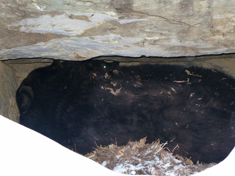 Lucky peeking over Honey in den - Dec 21, 2008