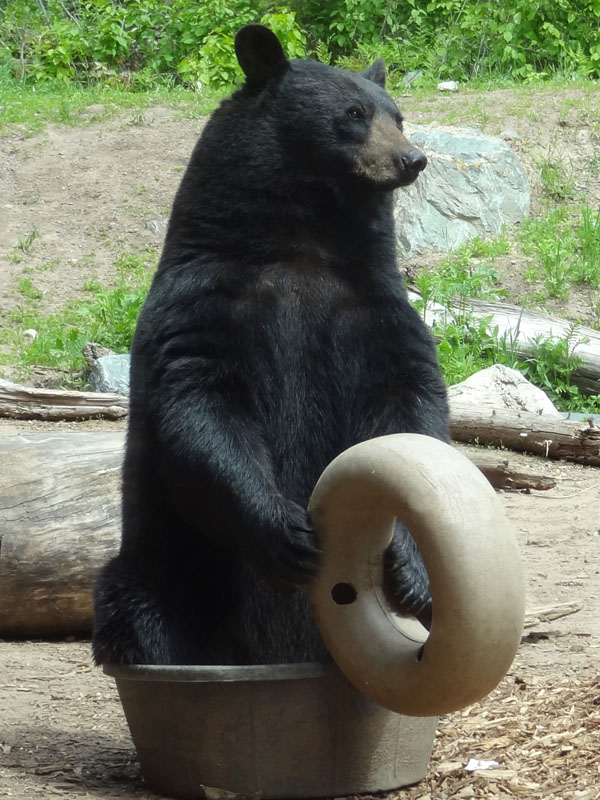 Lucky in Tub with Ring - June 3, 2012