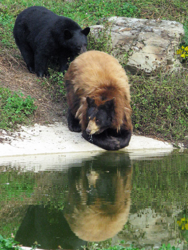 Lucky and Honey - Sept 4, 2008