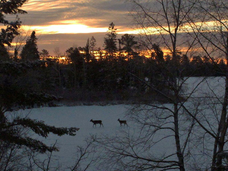Deer cross lake at dawn - Dec 22, 2012