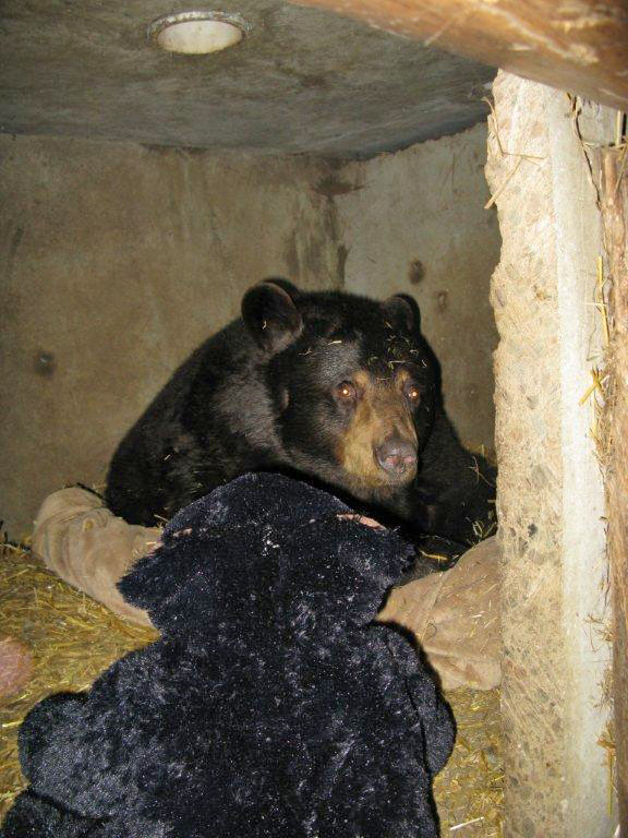 Honey eyes her teddy bear - Dec 23, 2012