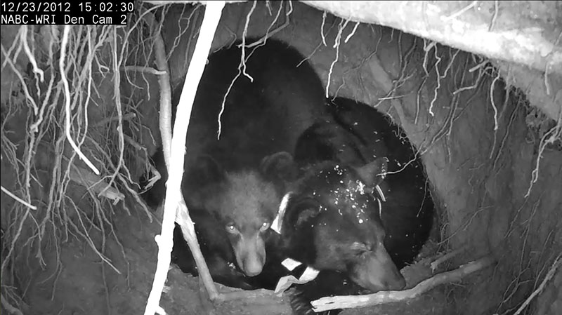 New Den Cam image of Jewel and cub - Dec 23, 2012