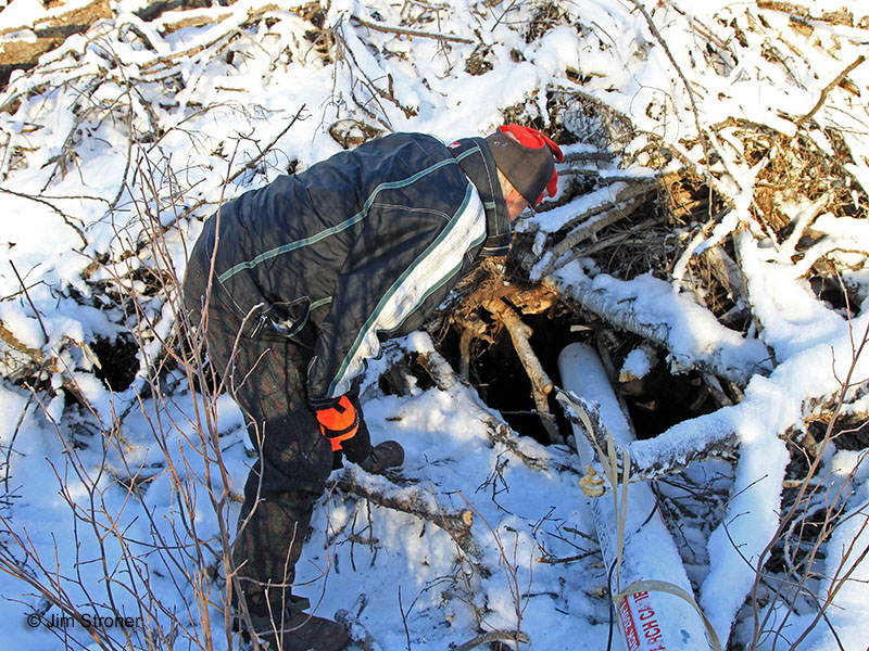 Lynn at Lily's brush pile den - Dec 23, 2012
