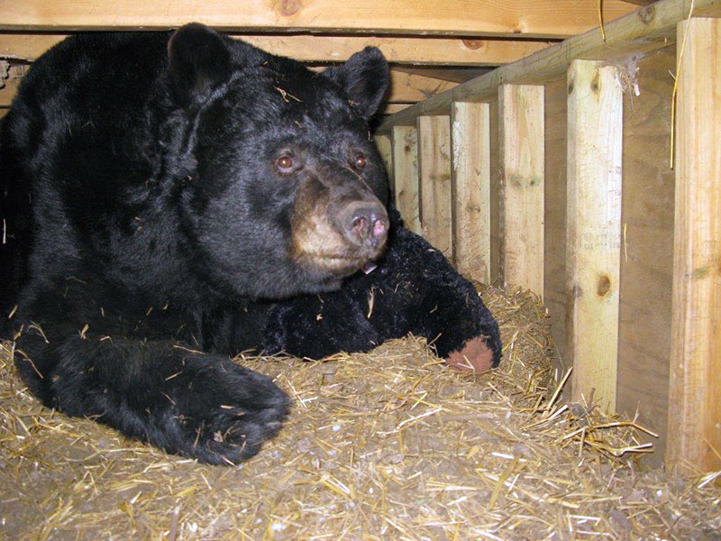 Ted in den with teddy bear - Dec 23, 2012