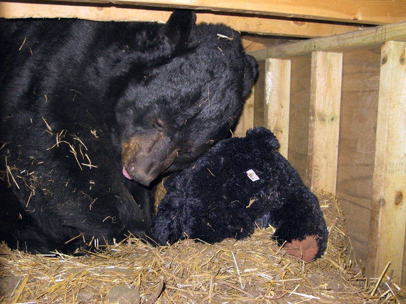 Ted rubbing his head on teddy bear - Dec 23, 2012