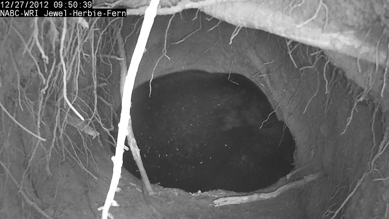 Jewel den cam image