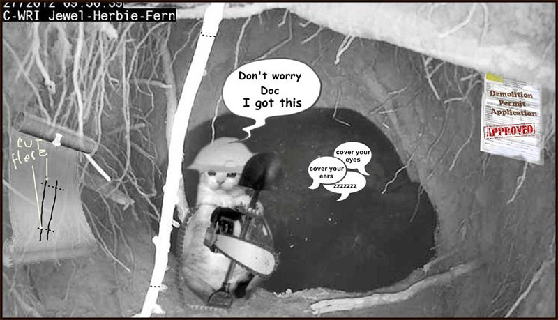 Snifter Kitty to the rescue - Dec 28, 2012