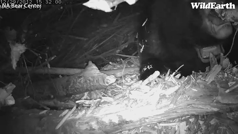 Lily bites a branch - Dec 29, 2012