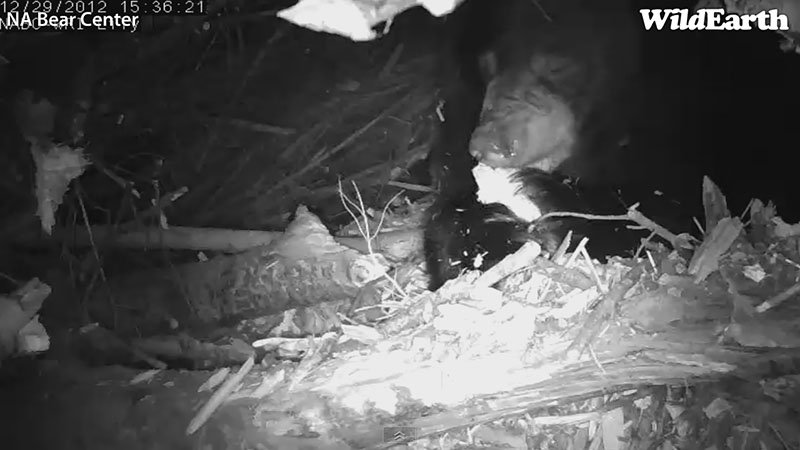 Lily shreds a stick - Dec 29, 2012