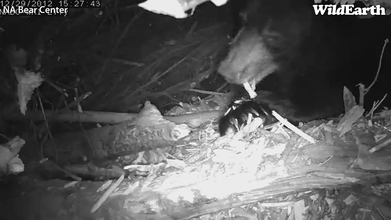 Lily shreds a stick - Dec 29, 2012