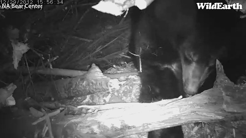 Lily reaches far for wood chips