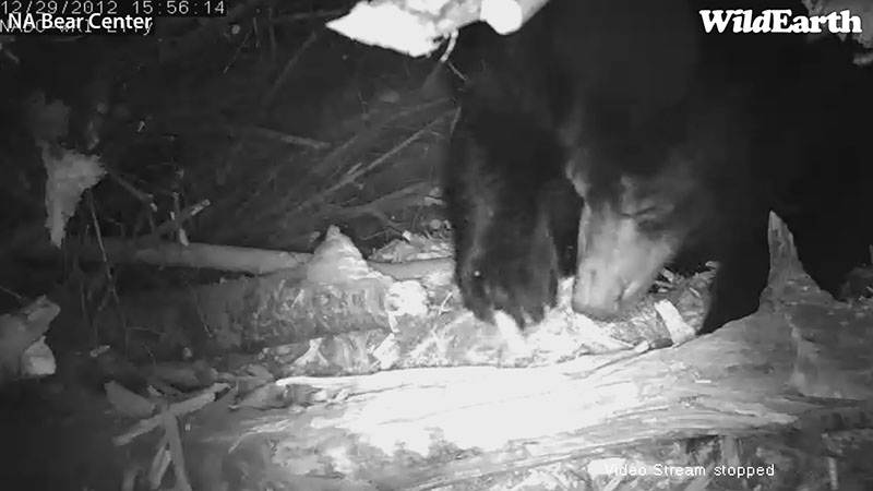 Lily rakes - Dec 29, 2012