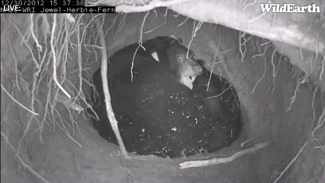 Jewel after root snip - Dec 30, 2012