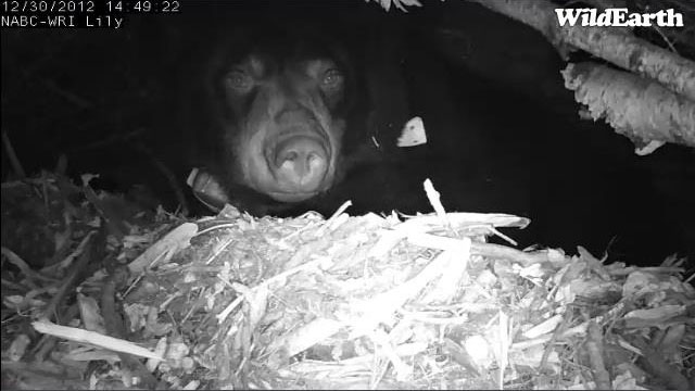 Lily after 2nd adjustment - Dec 30, 2012