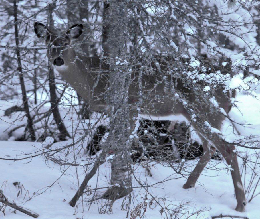 Peek-a-boo deer - Dec 30, 2012
