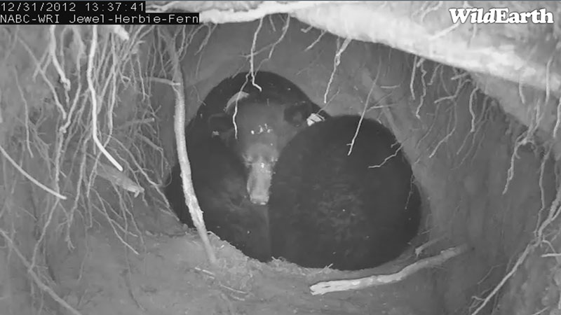 Jewel and cubs - Dec 31, 2012