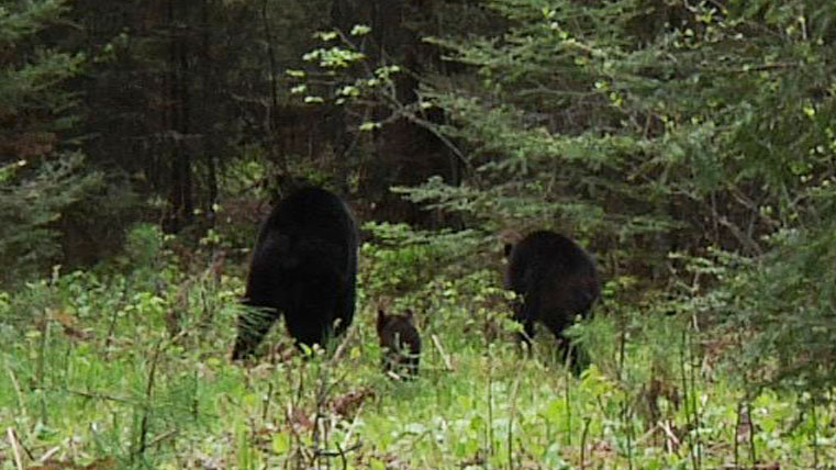 3_bear_butt_shot_-_20110527