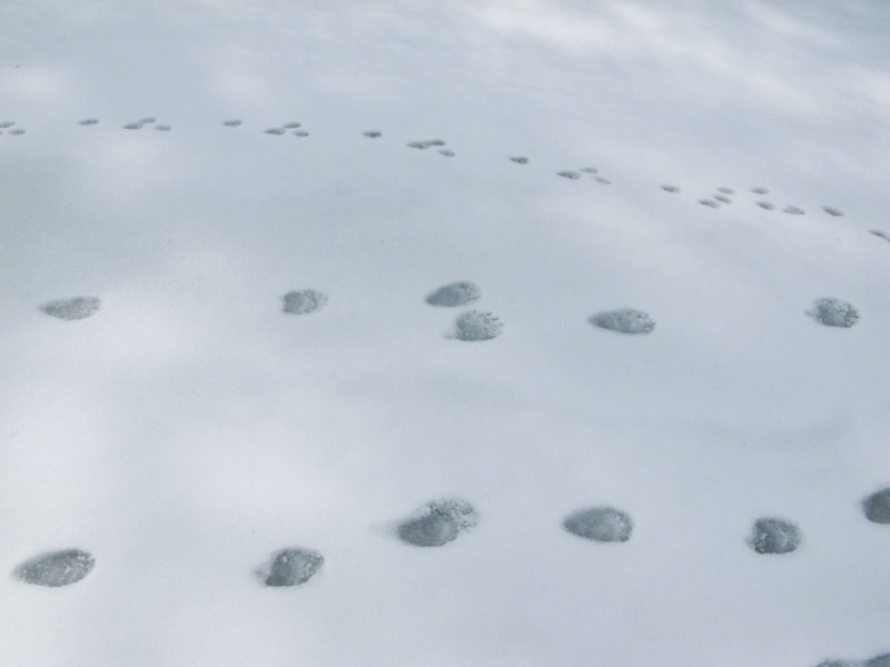 3_sets_of_tracks_on_lake_ice_-_20110422