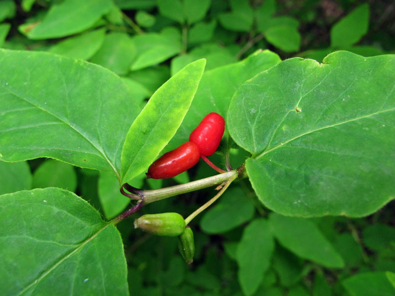 American fly honeysuckle (Lonicera canadensis) - June 13, 2012