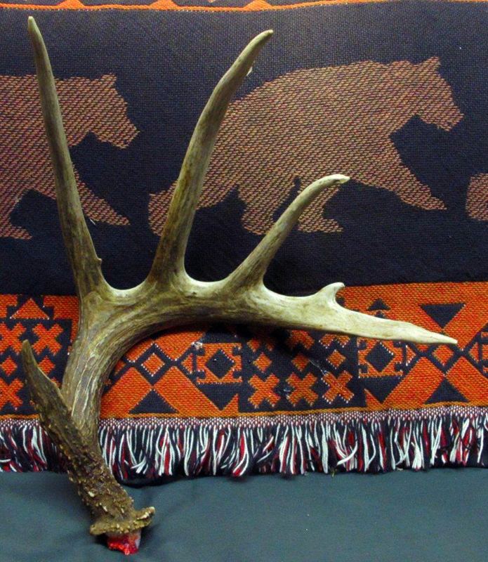 Antler_dropped_12-14-10_2