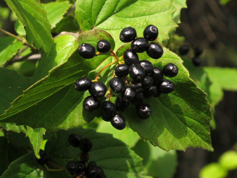 Arrowwood berries - Aug 8, 2012