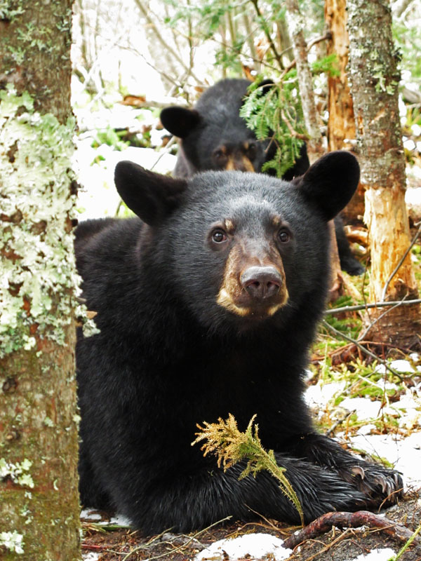 Aspen - March 31, 2012