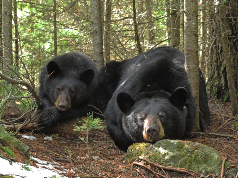 Aspen and June - April 19, 2012